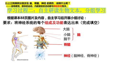 462神经系统的组成（第1课时）课件共21张ppt2022 2023学年人教版生物七年级下册 21世纪教育网