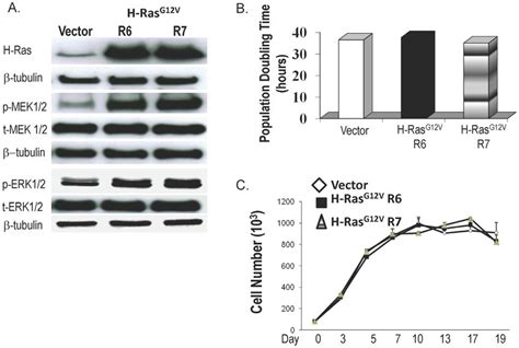 H Ras G V Expression In Bar T Cells A Western Blots Demonstrating