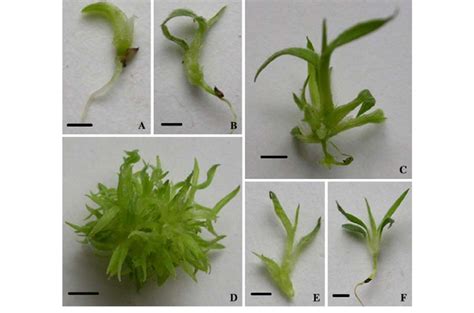 Direct Multiple Shoots Induction Of Pogonatherum Paniceum A Mature