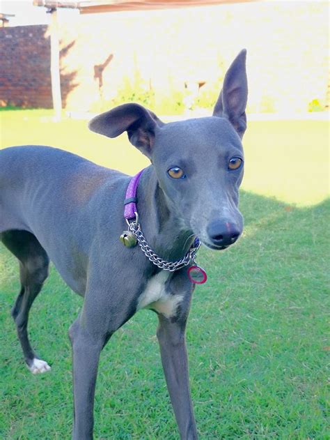 Blue whippet | Blue whippet, Whippet, Dogs