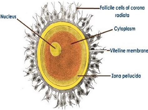 Gambar Struktur Ovum Bonus