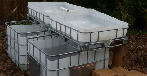 fish for aquaponics brisbane ~ Aquaponics Get Ready