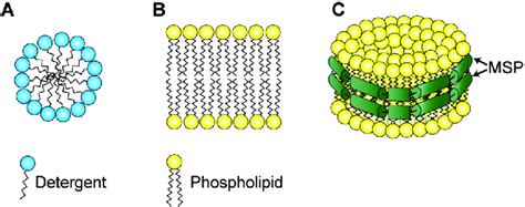 Schematic Drawings Of Membranous Environments A Detergent Micelle