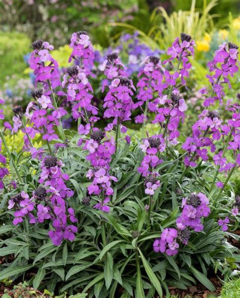 Erysimum Bowles Mauve Perennial Wallflower From Sturton Plants