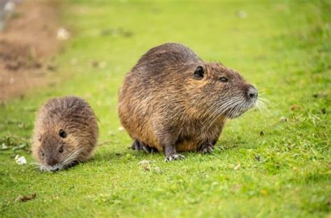 Muskrat Pictures - AZ Animals