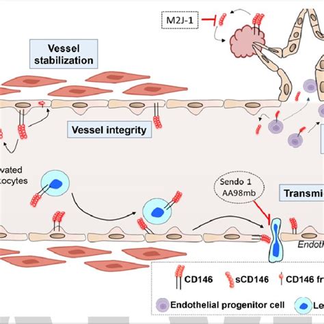 Cd146 Cluster Of Differentiation 146 Regulation Proinflammatory