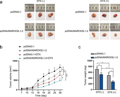 MARCKSL12 Suppresses Tumor Growth And DTX Resistance In Vivo A Tumors