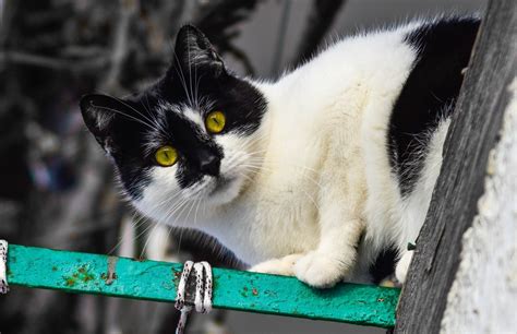 El Secreto del Gato Bicolor Descúbrelo Ahora Gatos Exoticos