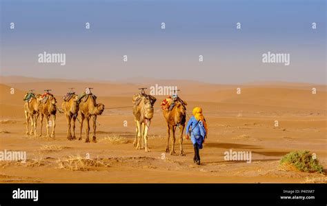 Homme Sahara Désert Chameaux Banque De Photographies Et Dimages à