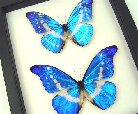 Morpho Rhetenor Helena Cypris Set Butterflies Framed Butterfly