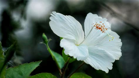 White Hibiscus Growing Guide Step By Step Process Jardin Hq