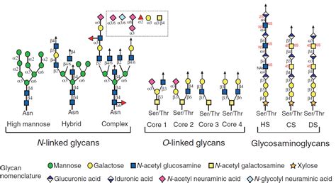 Brief Introduction Of Glycomics Analysis By Using Mass Spectrometry