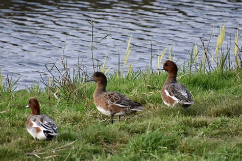 Vroege Vogels Foto Vogels Smienten