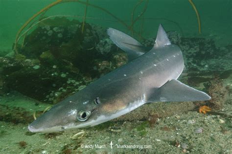 North Pacific Spiny Dogfish - Squalus suckleyi