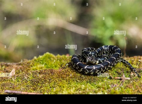 Baby King Snake Hi Res Stock Photography And Images Alamy