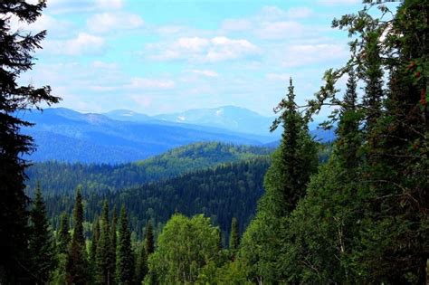 50 цікавих фактів про тайгу