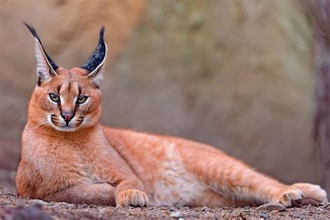 Gatos Selvagens Raros Natureza Tudoporemail