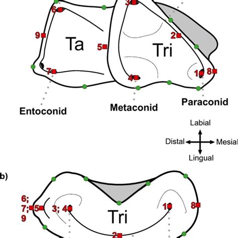 Evolution of the Carnassial in Living Mammalian Carnivores (Carnivora, Didelphimorphia ...