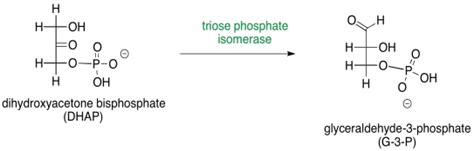 Glycolysis