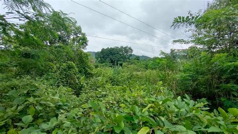 4 014sqm Farm Lot For Sale In Baras Rizal Property For Sale Lot On