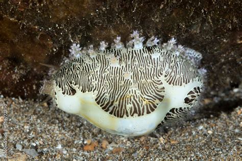 The Now Rare Money Cowry Monetaria Moneta Was Once Used As Currency