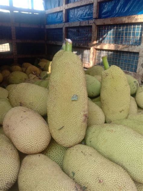 A Grade Kerala Fresh Jackfruit Packaging Size Loose At Rs 25 Kg In Shimla