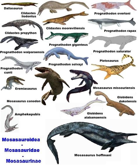 Mosasaurios | Prehistoric animals dinosaurs, Prehistoric animals, Extinct animals