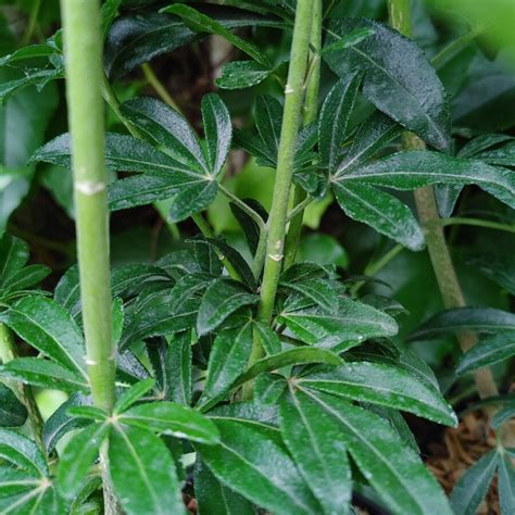 Choisya ternata Greenfingers mexikói narancsvirág Florapont