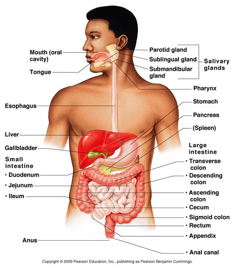 Human Digestive System Health Images Reference