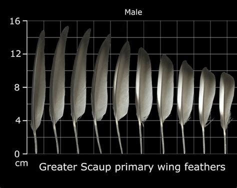 The Feather Atlas Feather Identification And Scans Feather Feather