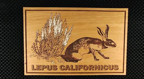 Lepus Californicus (and sealing ?) - Made on a Glowforge - Glowforge Owners Forum