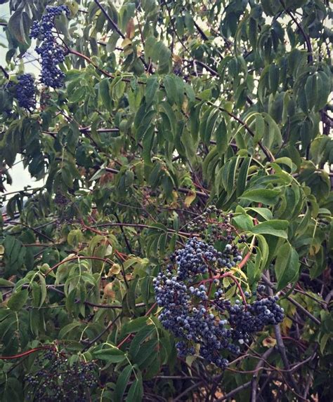 Foraging For Elderberries And Elderflowers Identification Look Alikes And Uses Elderberry Tree