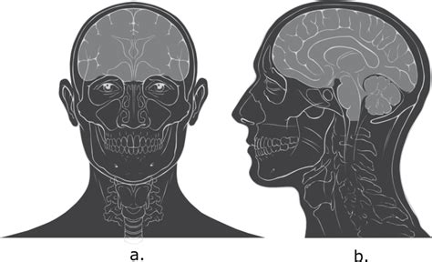 Anatomical Terminology Developing A Common Language Human Biology