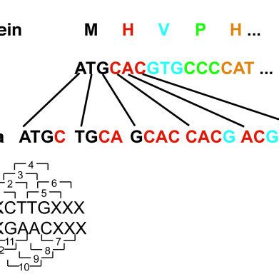 Esom Of Genomic Sequence Fragments Based On Tetranucleotide Frequency