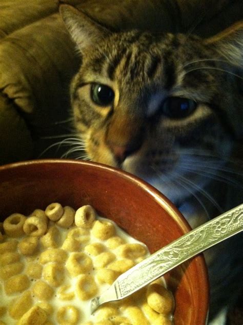 That’s My Cereal Cat Get Outta Here Cats Where They Do Not Belong