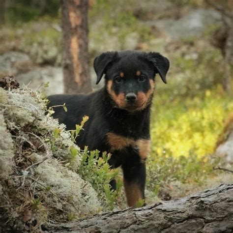 Aprender Sobre 50 Imagem Rottweiler Para Dar Br Thptnganamst Edu Vn