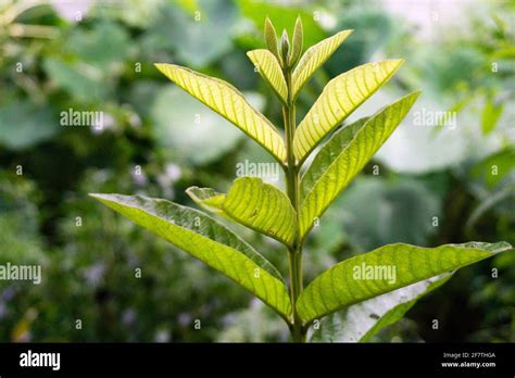 A Close Up Shot Of Guava Tree Leaves Organic Guava Plants Stock Photo