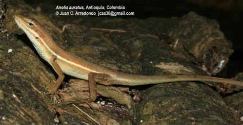 Anolis Auratus The Reptile Database