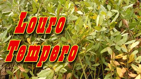 Mondini Plantas Como Cultivar Louro Tempero YouTube