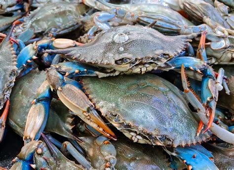 Emergenza Granchi Blu Nel Delta Del Po Quali Possono Essere Le