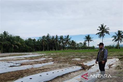 Banjir Aceh Tenggara Rusak 467 25 Hektare Lahan Pertanian ANTARA News