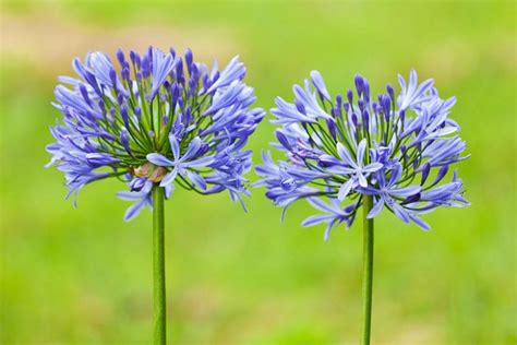 Agapanthus African Lily