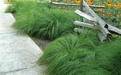 Buy Prairie Dropseed Grass Free Shipping Gallon Pot Wilson Bros