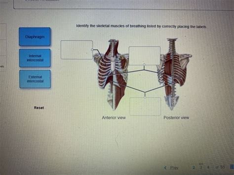 Respiratory System Label Skeletal Muscles Of Breathing Diagram Quizlet