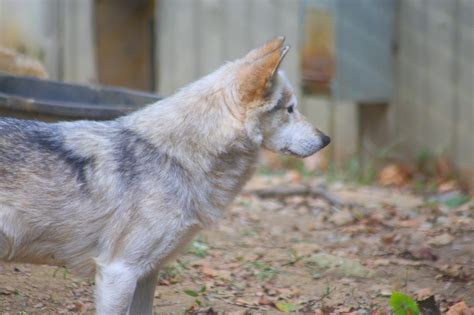 Mexican Gray Wolf Facts, Habitat, Conservation Status, Zoo Populations ...