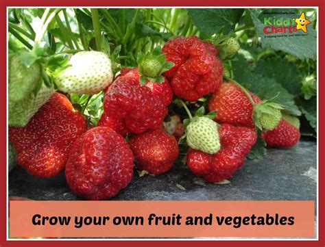 Grow Your Own Fruit And Vegetables Fruit Vegetables Fruits And