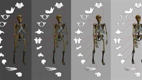 ¿por Qué Se Extinguieron Los Neandertales