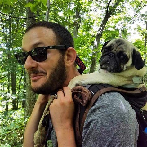 How To Save Money When Traveling With Dogs Boogie The Pug