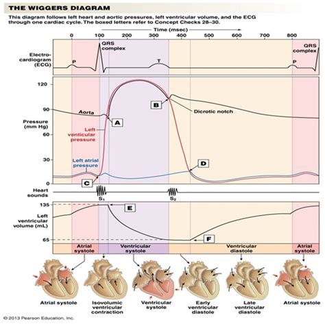 Wiggers Diagram Labeled