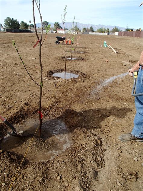 Xtremehorticulture of the Desert: Digging Holes to Plant Fruit Trees